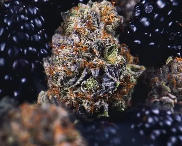 Berry Gelato Strain