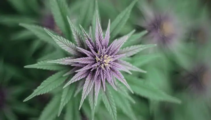 Cannabis Pain relief Strains