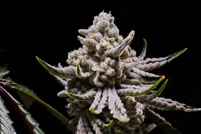 Premium Cannabis Strains