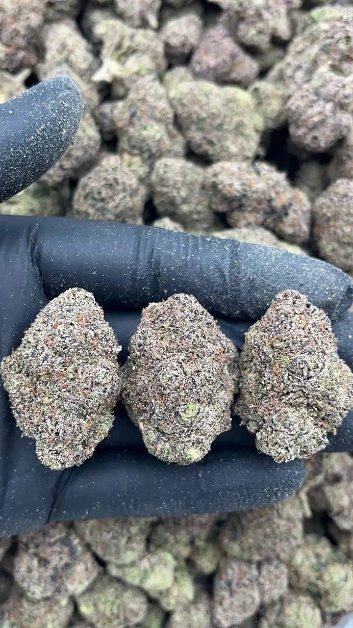 Rocket Fuel Elon Packs