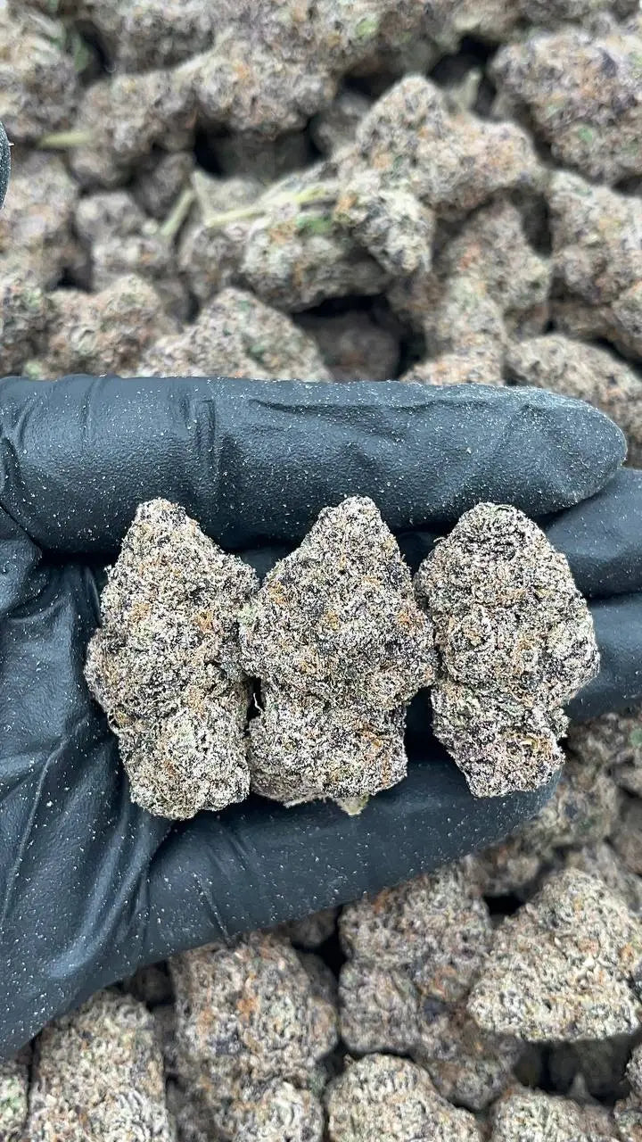Jet Fuel Gelato Elon Packs