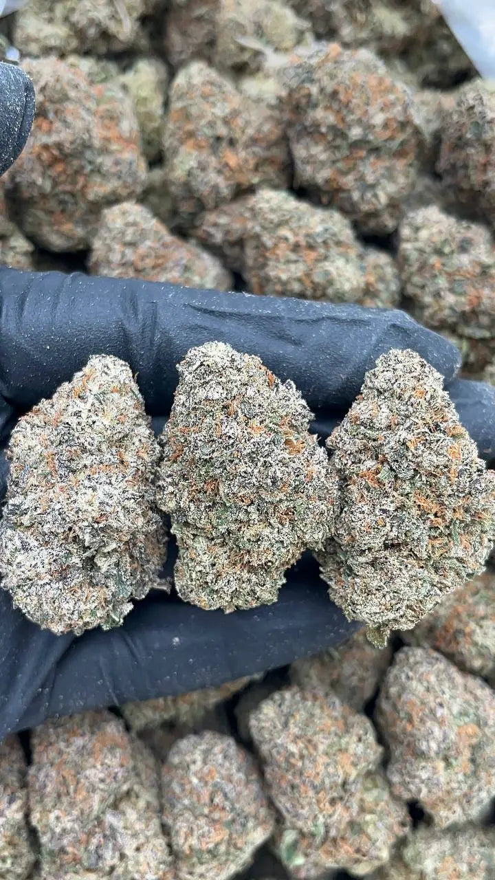 Cherry Gorilla Elon Packs