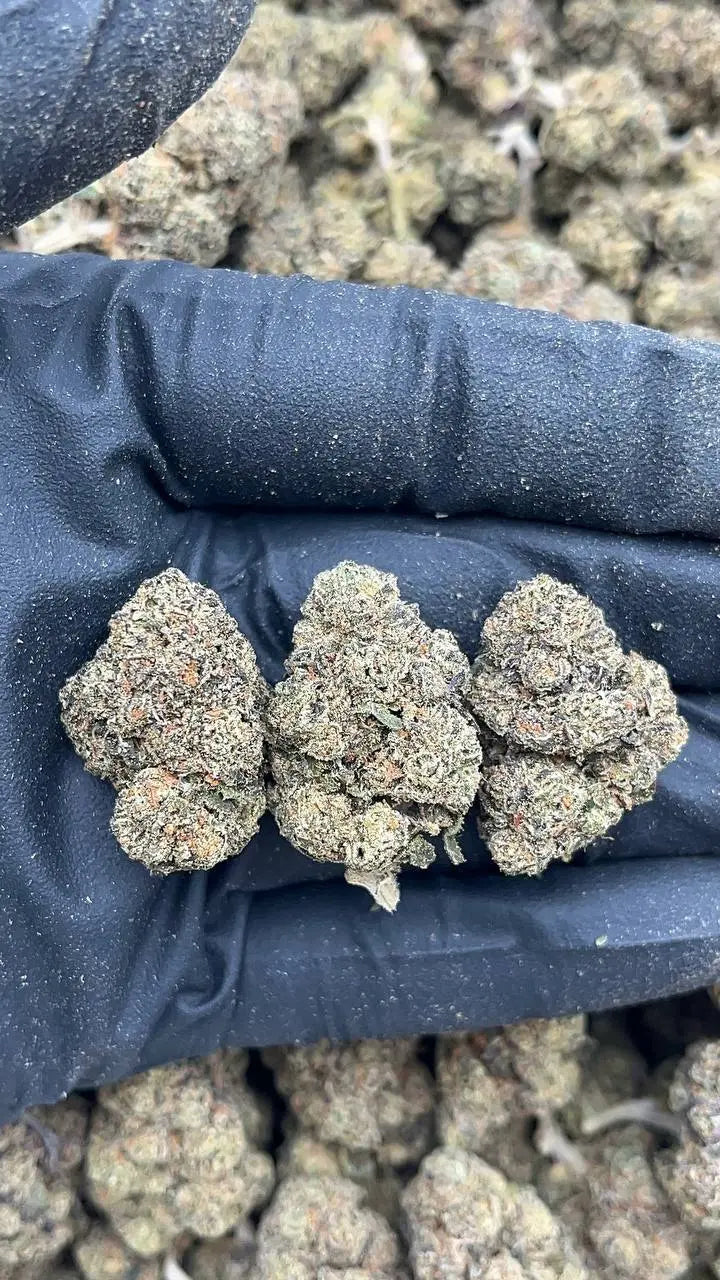 Dawgy Treats Elon Packs