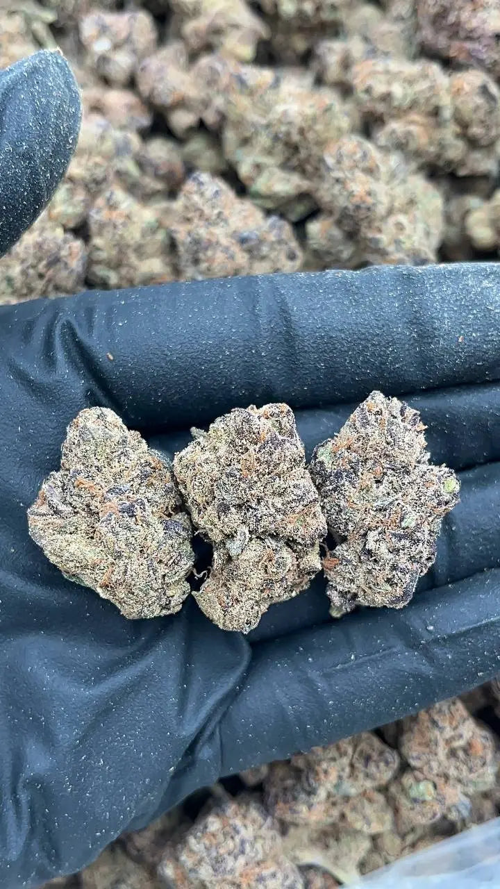 Berry Gelato Elon Packs