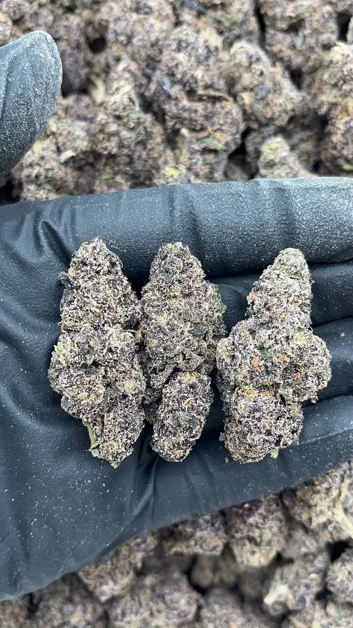 Black Runtz Elon Packs
