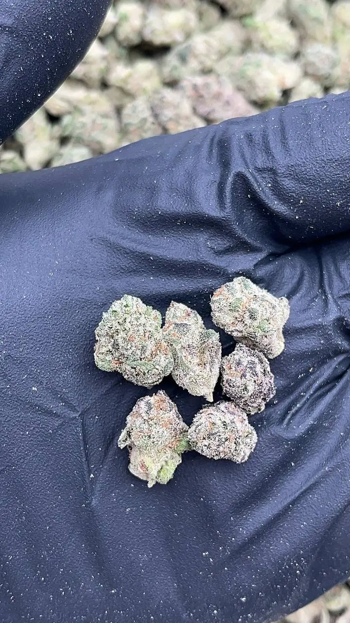 LA Pop Rock Smalls - (Licensed) Elon Packs