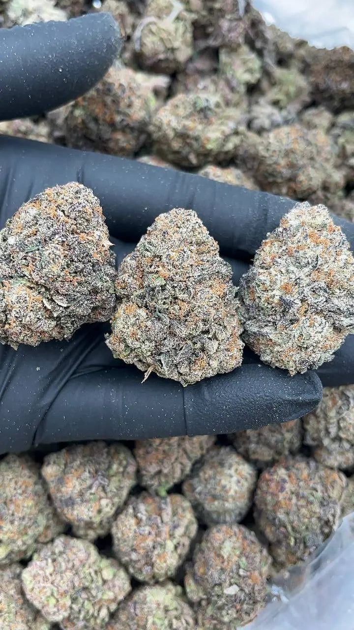 Clementine Elon Packs
