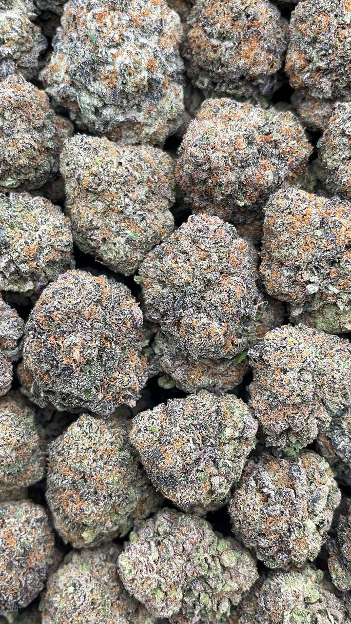 Clementine Elon Packs