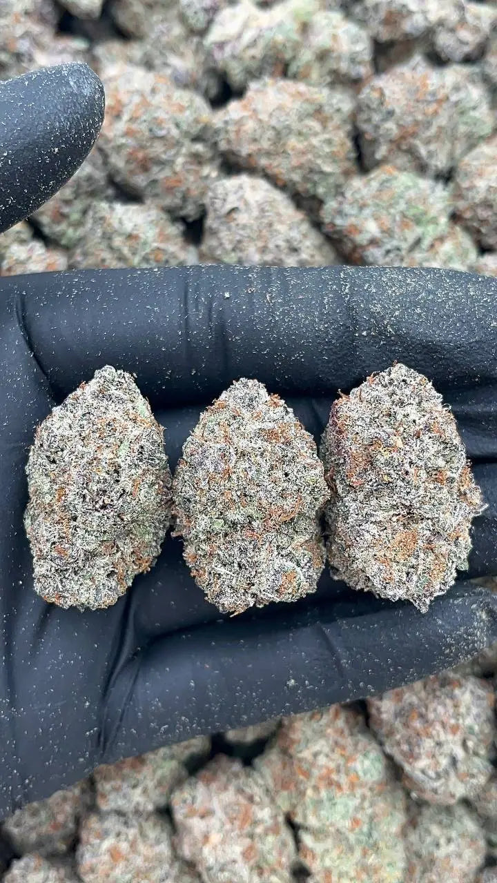 Blue Truffle Elon Packs