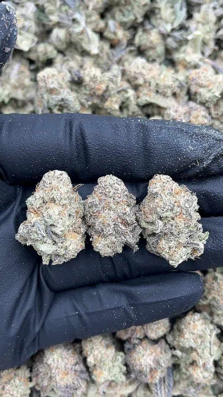 Alien Cookies Smalls Elon Packs