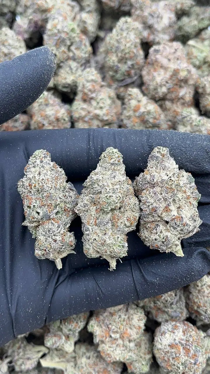 Oreo Blizzy Elon Packs