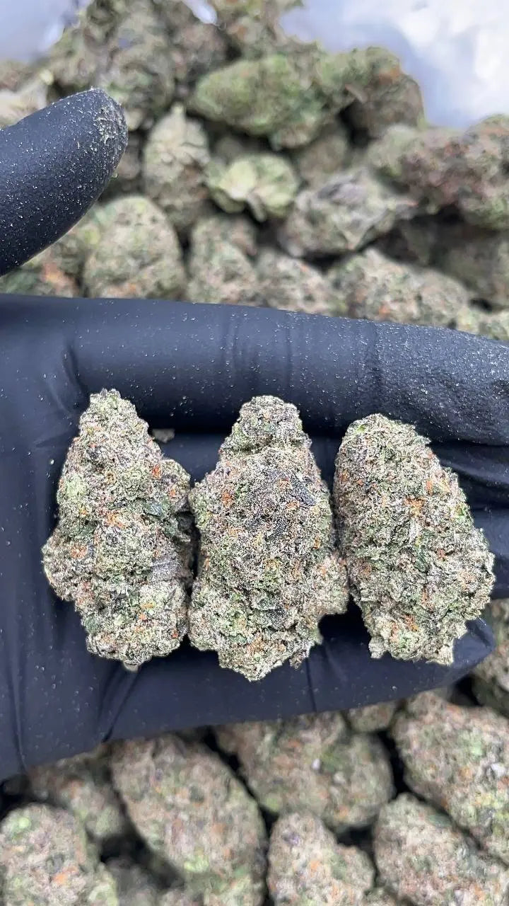Blueberry Headband Elon Packs