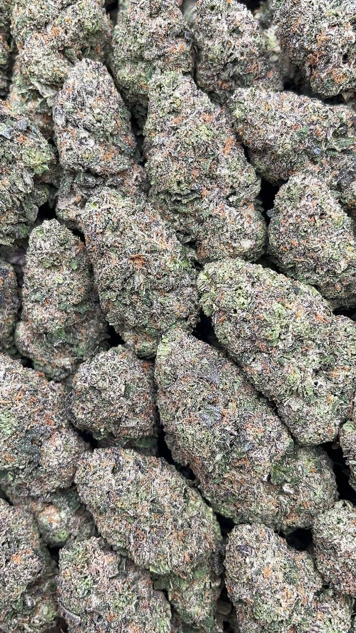 Blueberry Headband Elon Packs