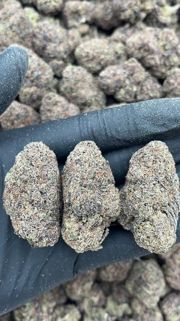 Lemon Cherry Gelato - PK574 PK God