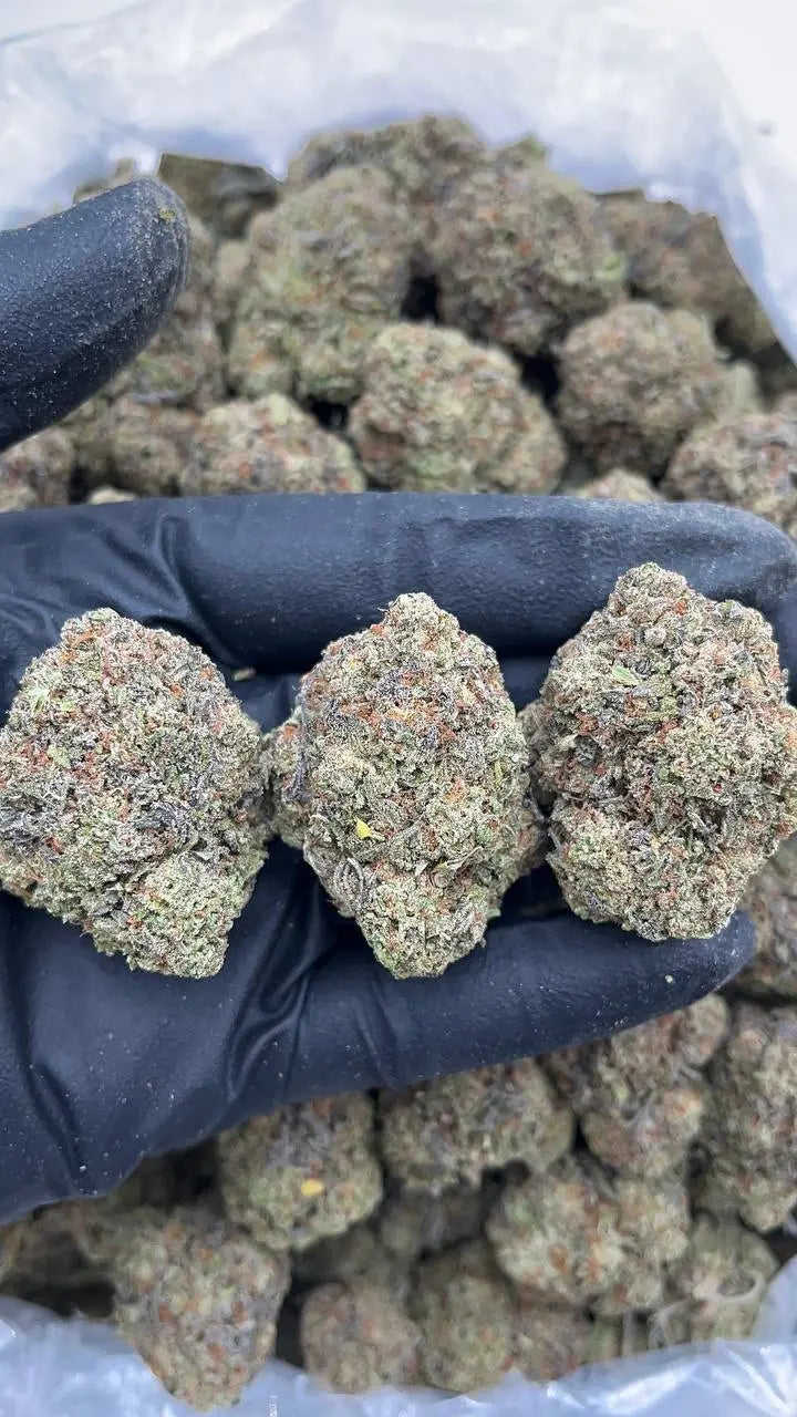 Gelato King PK God