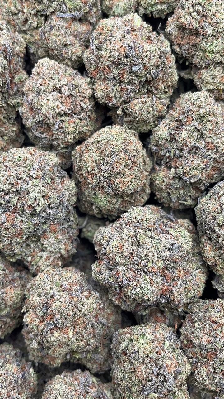 Gelato King PK God