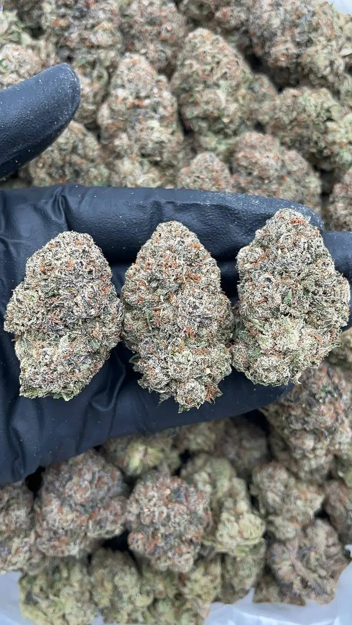 Candy Mochi Elon Packs