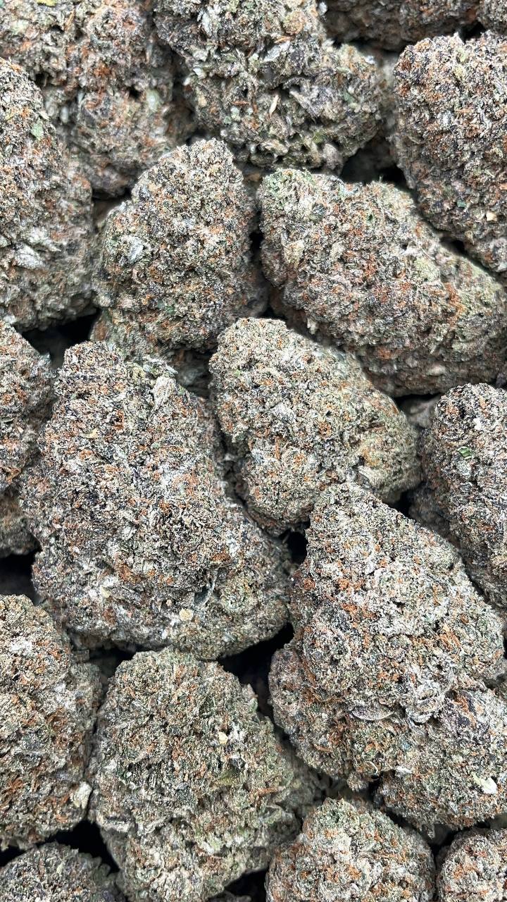 Fritter Licker Elon Packs