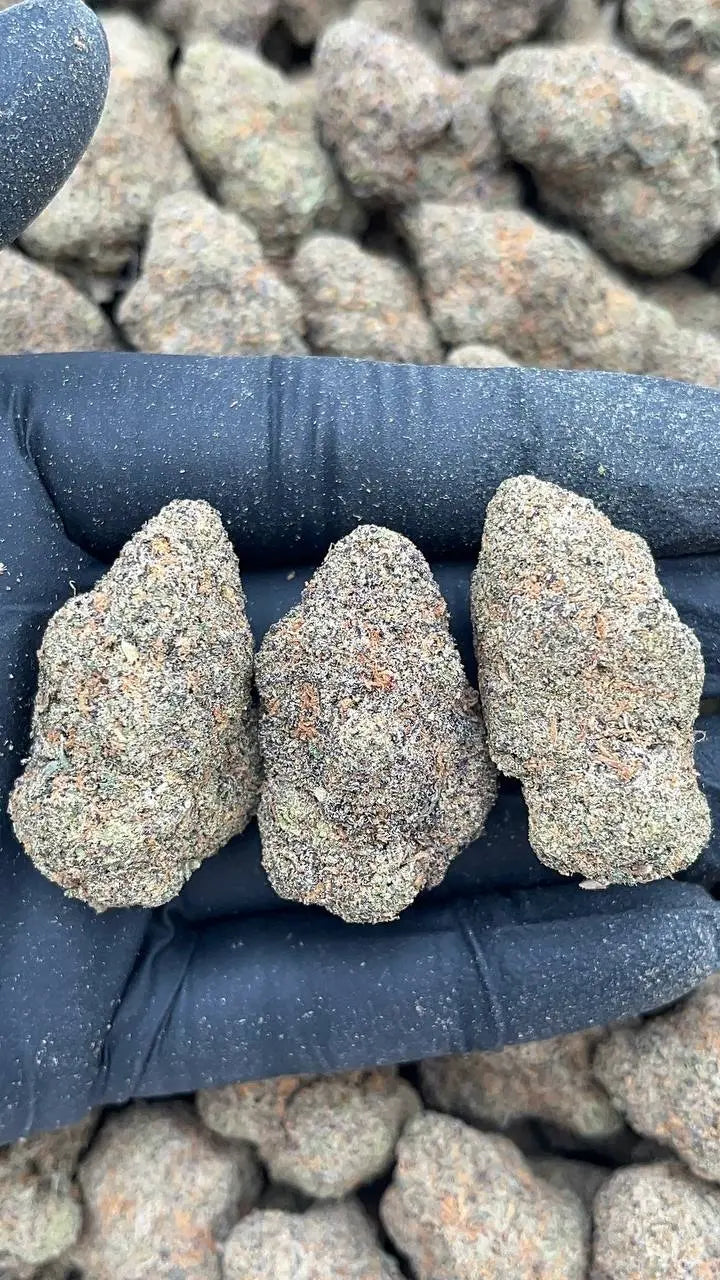 Mellow Melons Elon Packs