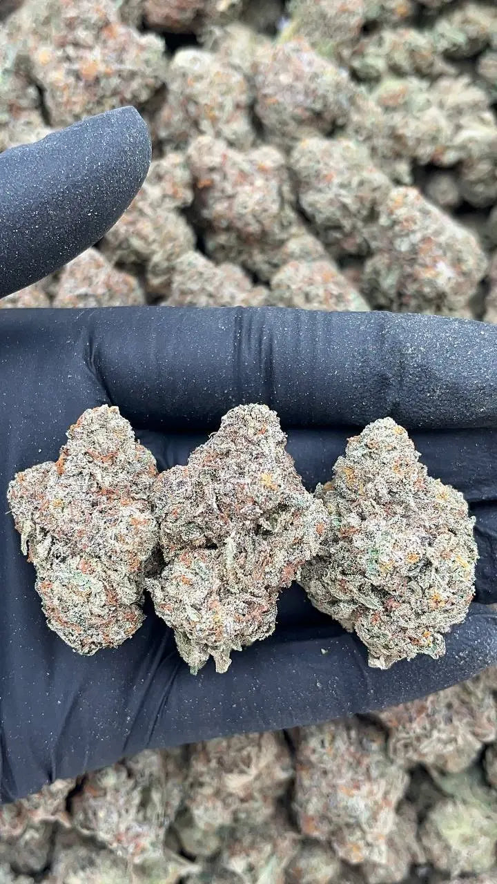 Mochi Gelato Elon Packs