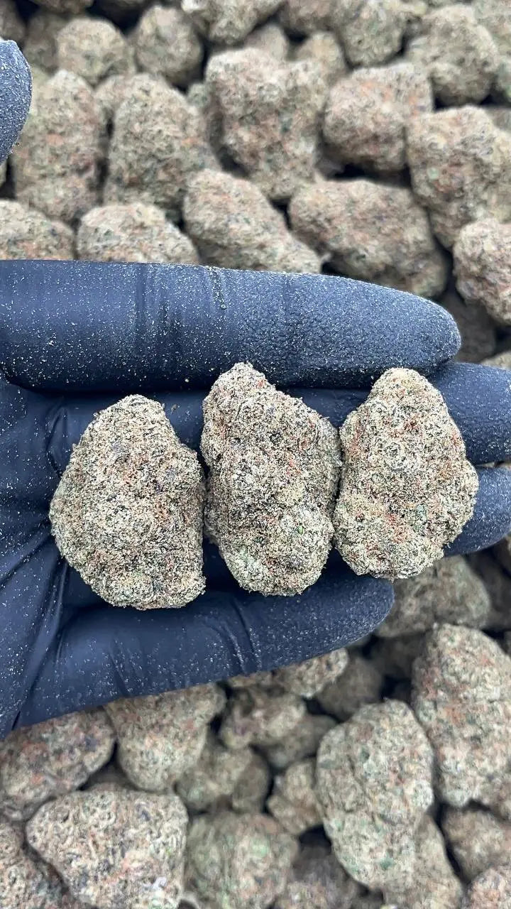 Cinnamon Gelato Elon Packs