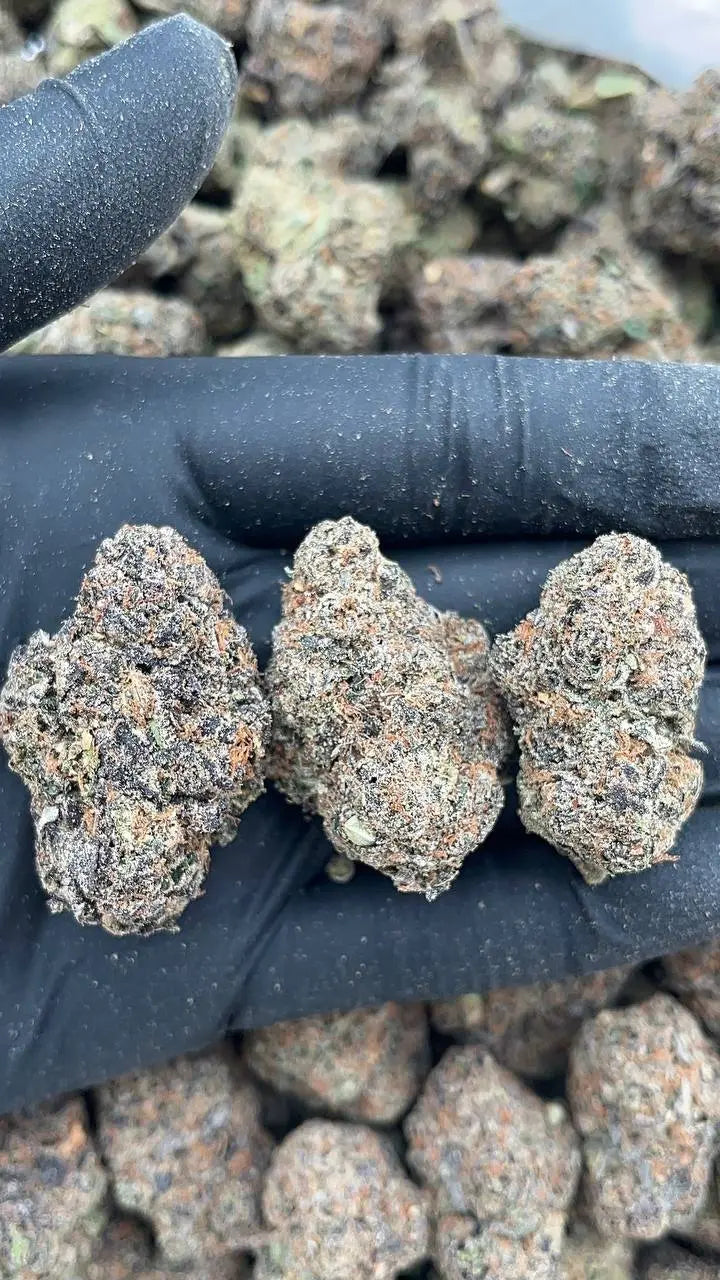 Diesel Dough Elon Packs