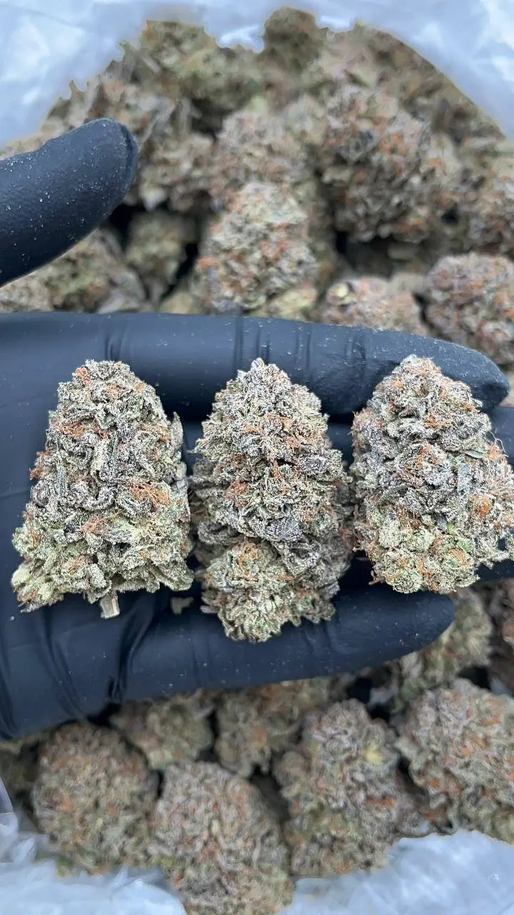 Platinum Haze Elon Packs