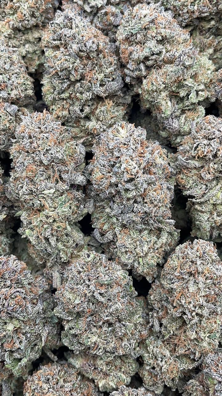 Platinum Haze Elon Packs