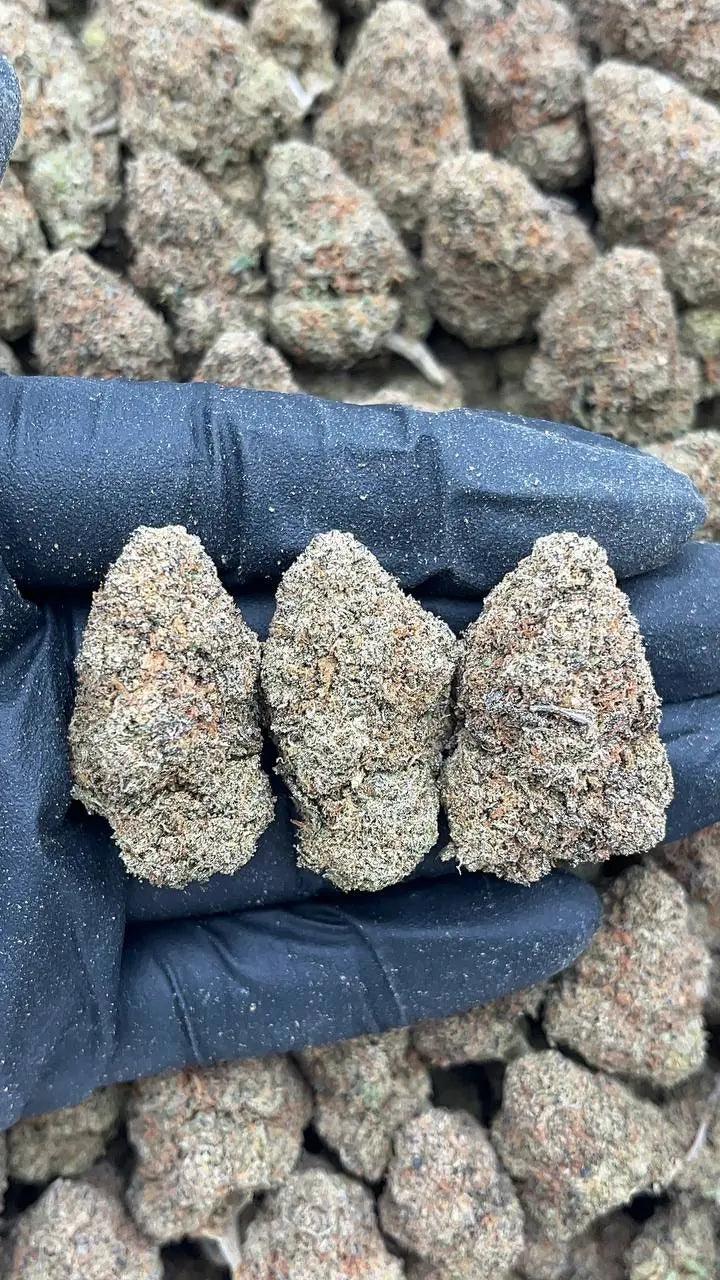 Beaver Tail PK God
