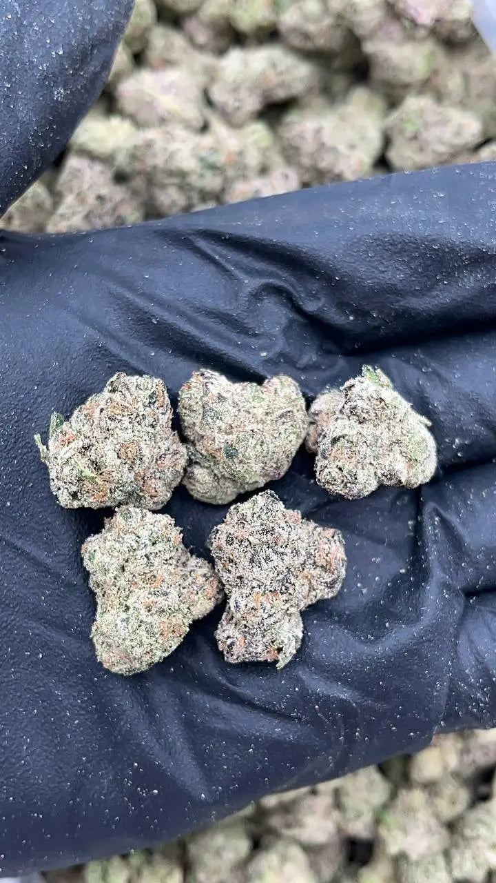 Gelato 33 Mediums (Licensed) Elon Packs