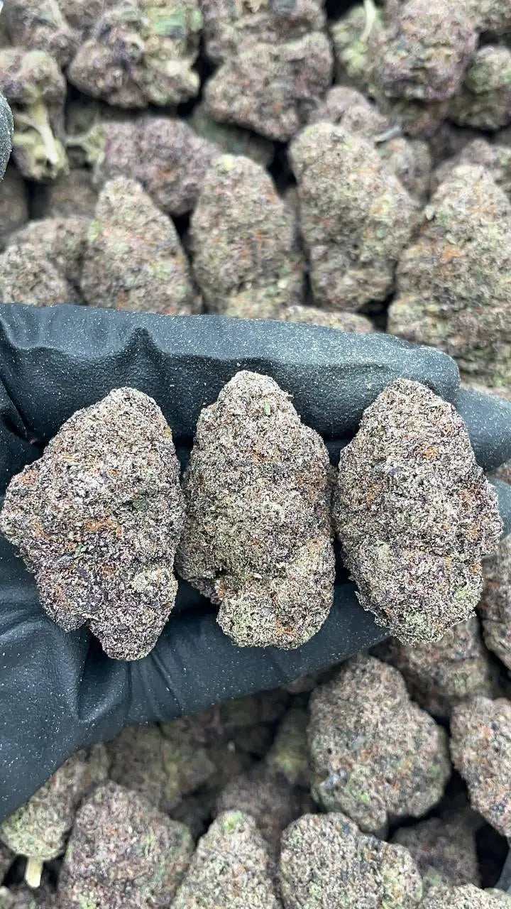 Race Fuel OG Elon Packs