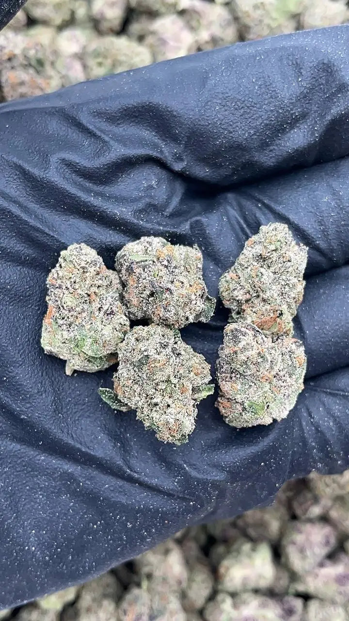 Cherry Zlushie Mediums(Licensed) Elon Packs