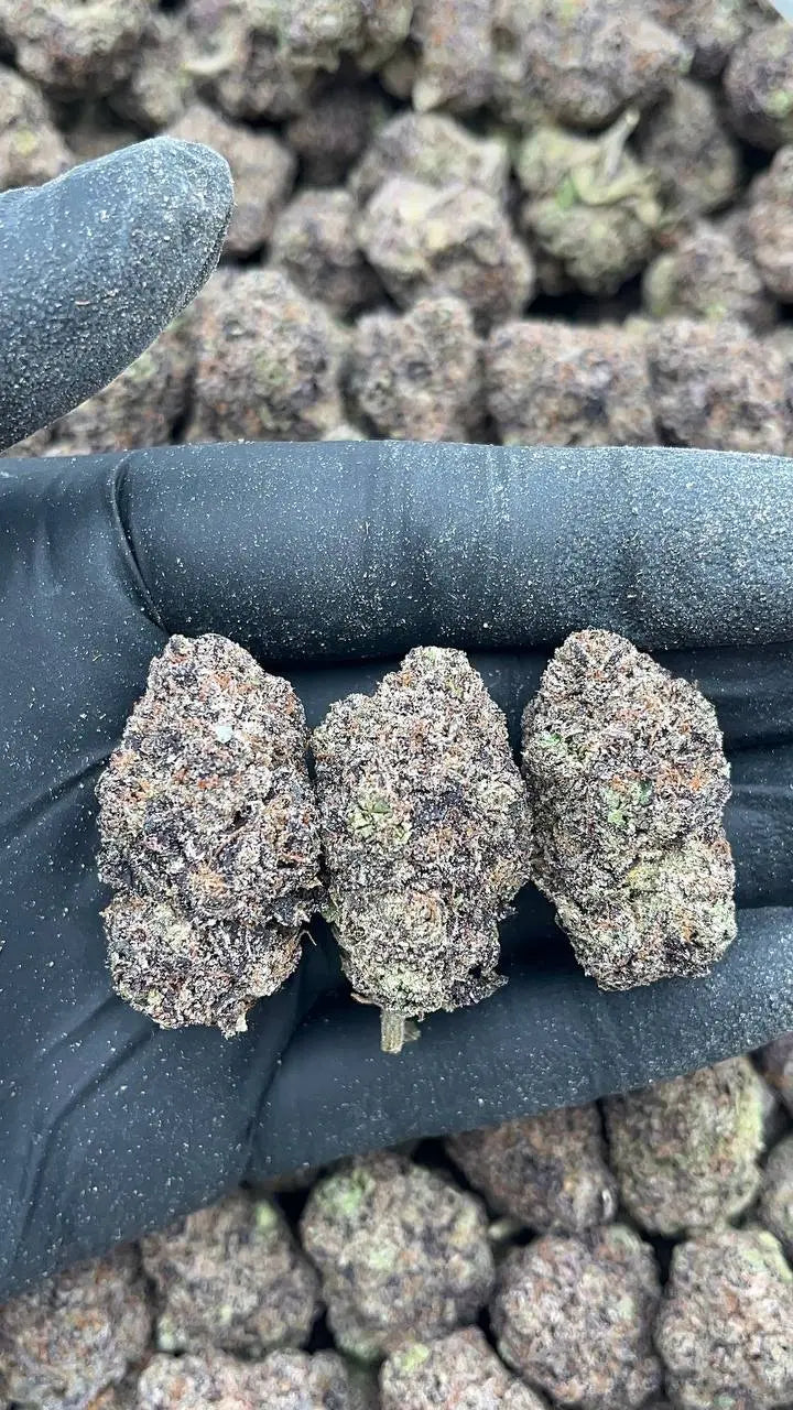 Rainbow Sherbet Elon Packs