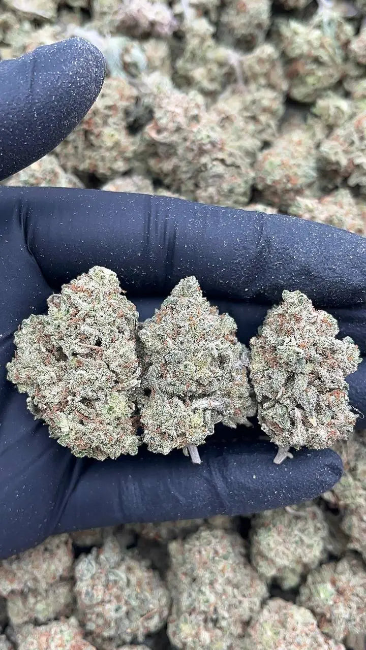 Fruity Gum Elon Packs