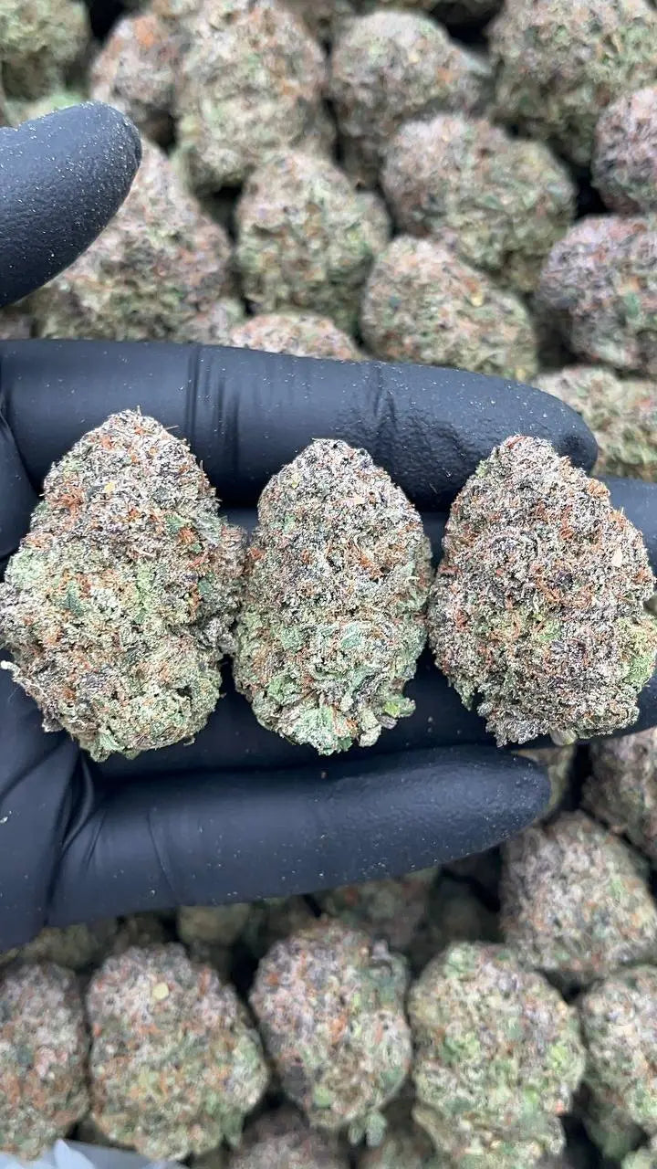 Lemon Cherry Gelato Elon Packs