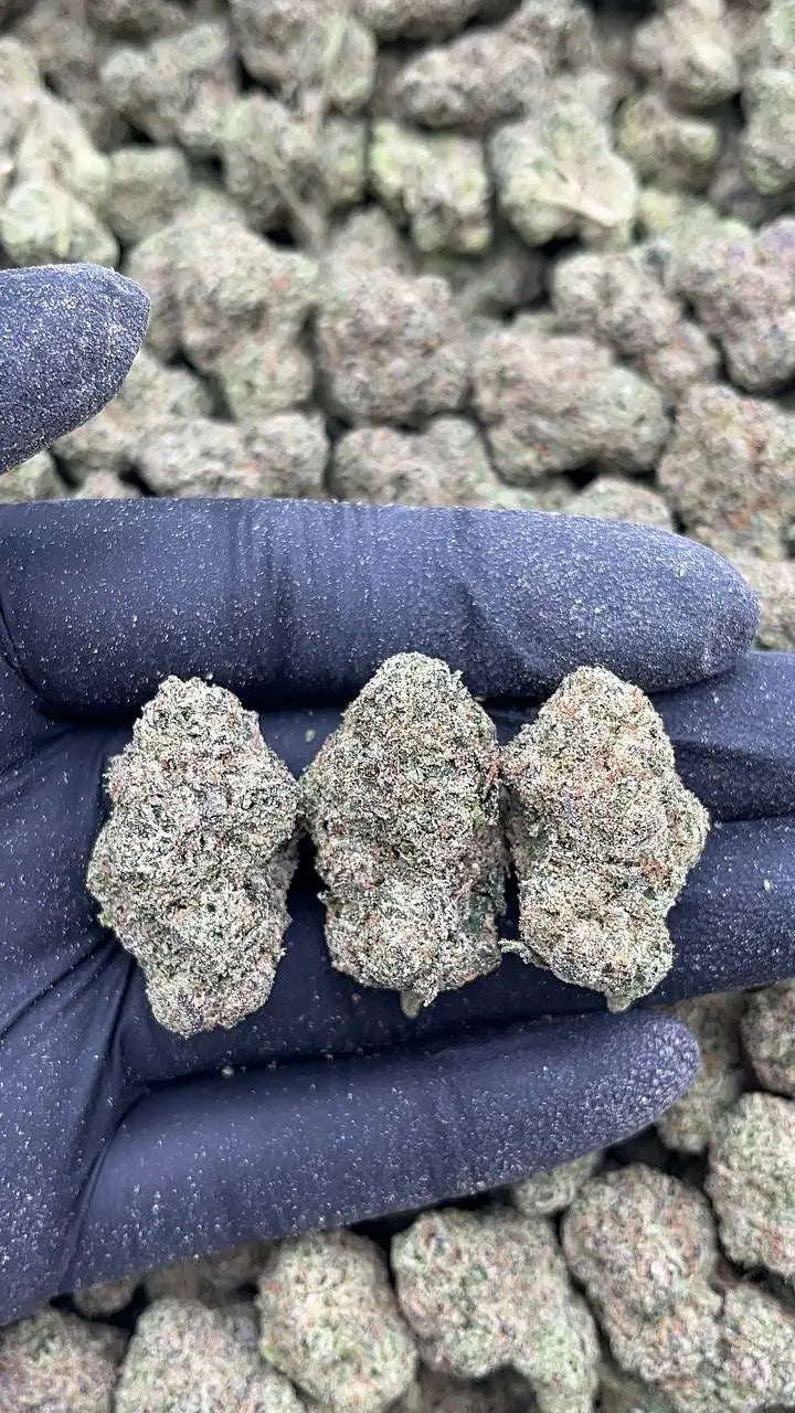 Gelato 41 Elon Packs