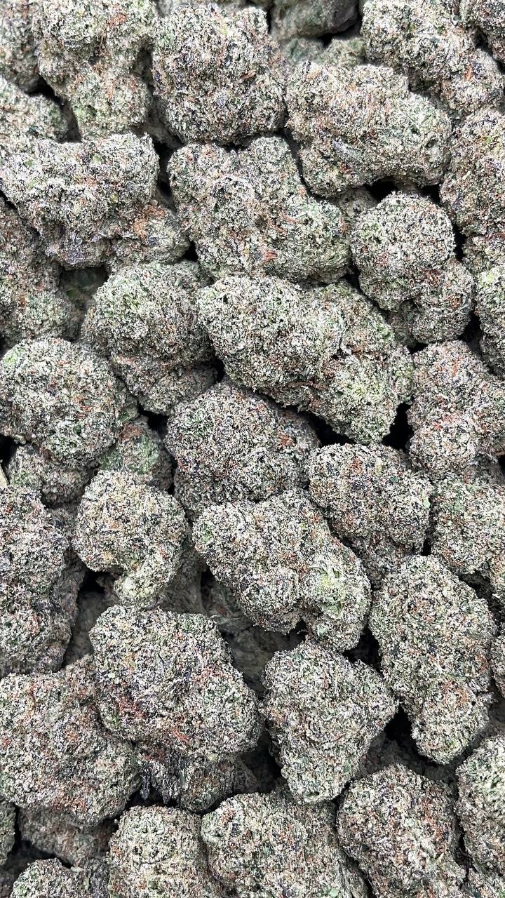 Gelato 41 Elon Packs