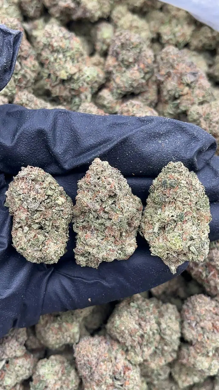 Birthday Cake Elon Packs