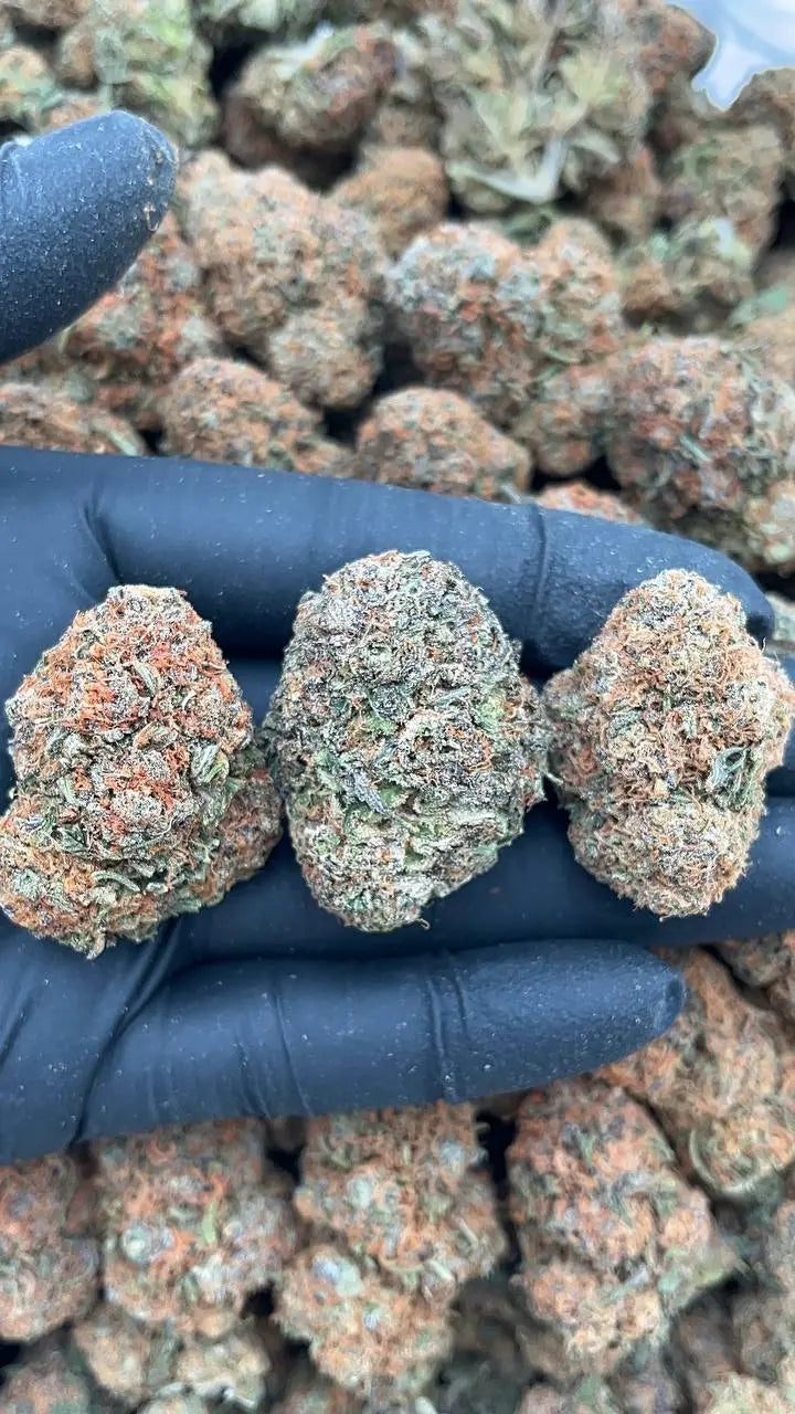 Fruit Loops PK God