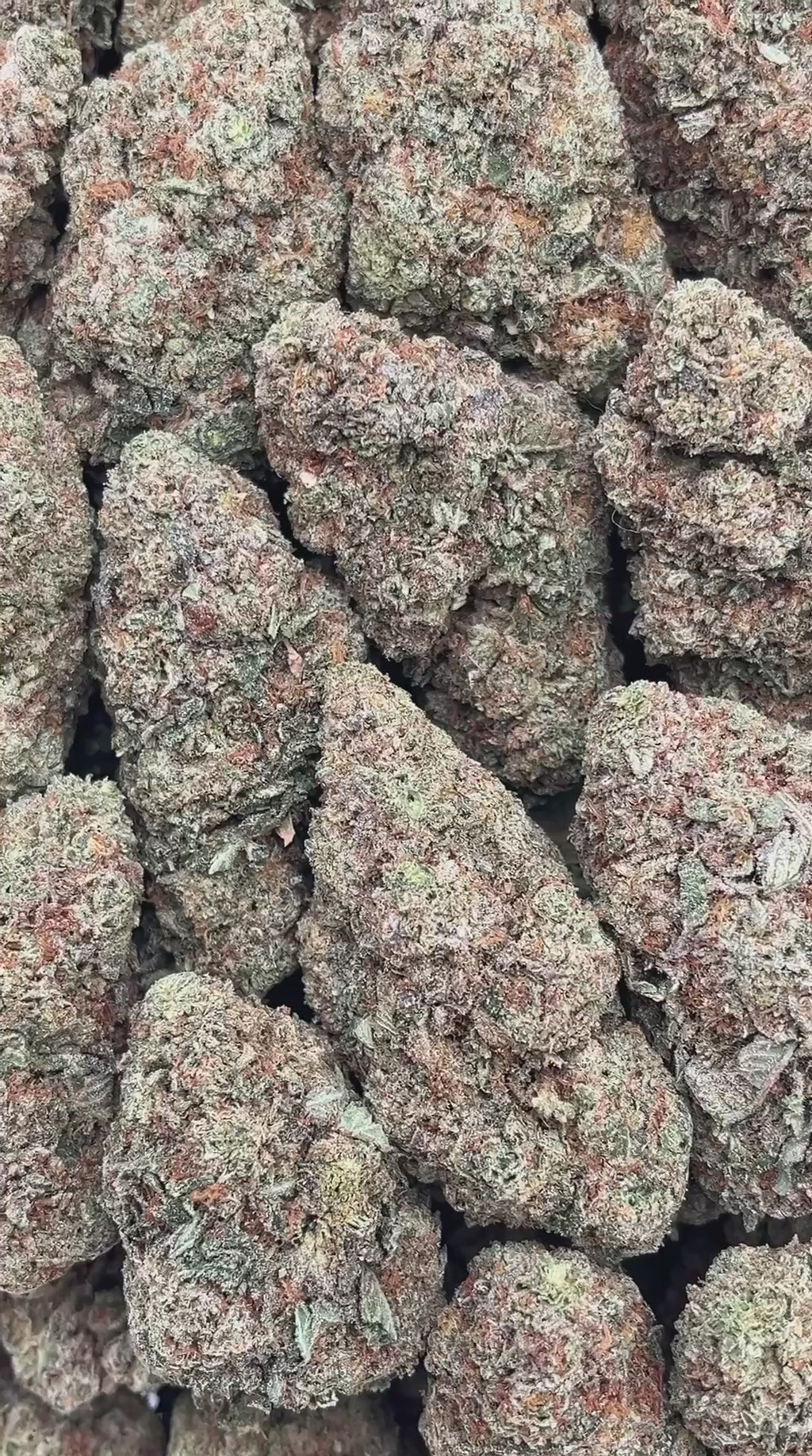 King’s Kush